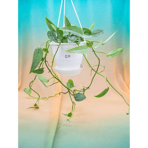 Cebu Blue Pothos 4.5" US Seller Potted RARE - Picture 1 of 1